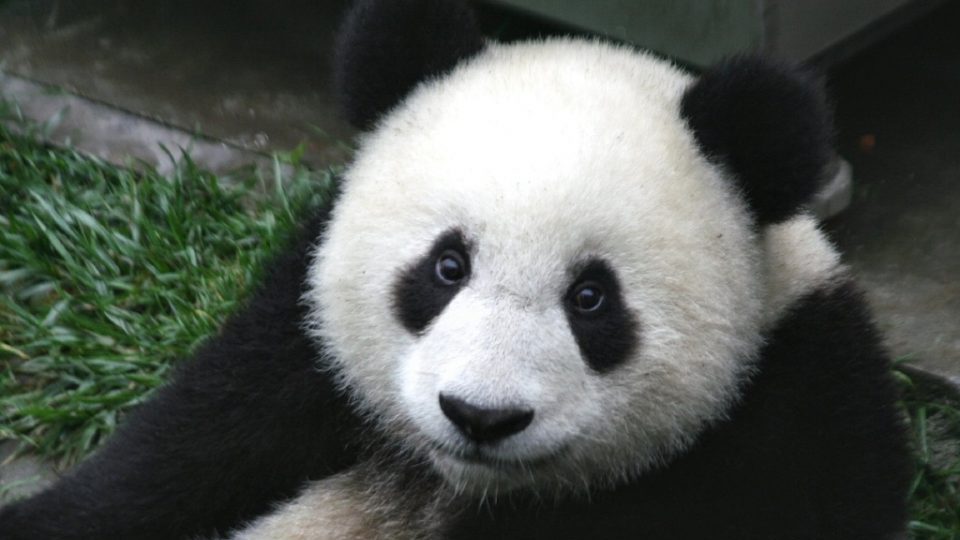 китай потребовал вернуть панд