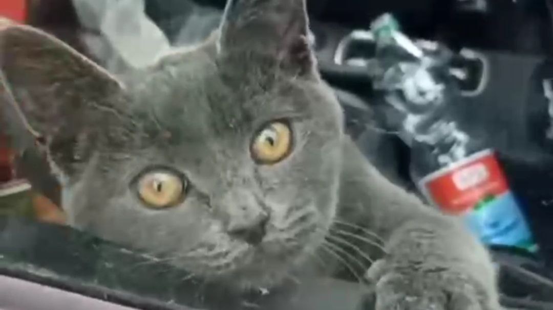 В Москве пытаются спасти кота, запертого в машине четвертый день