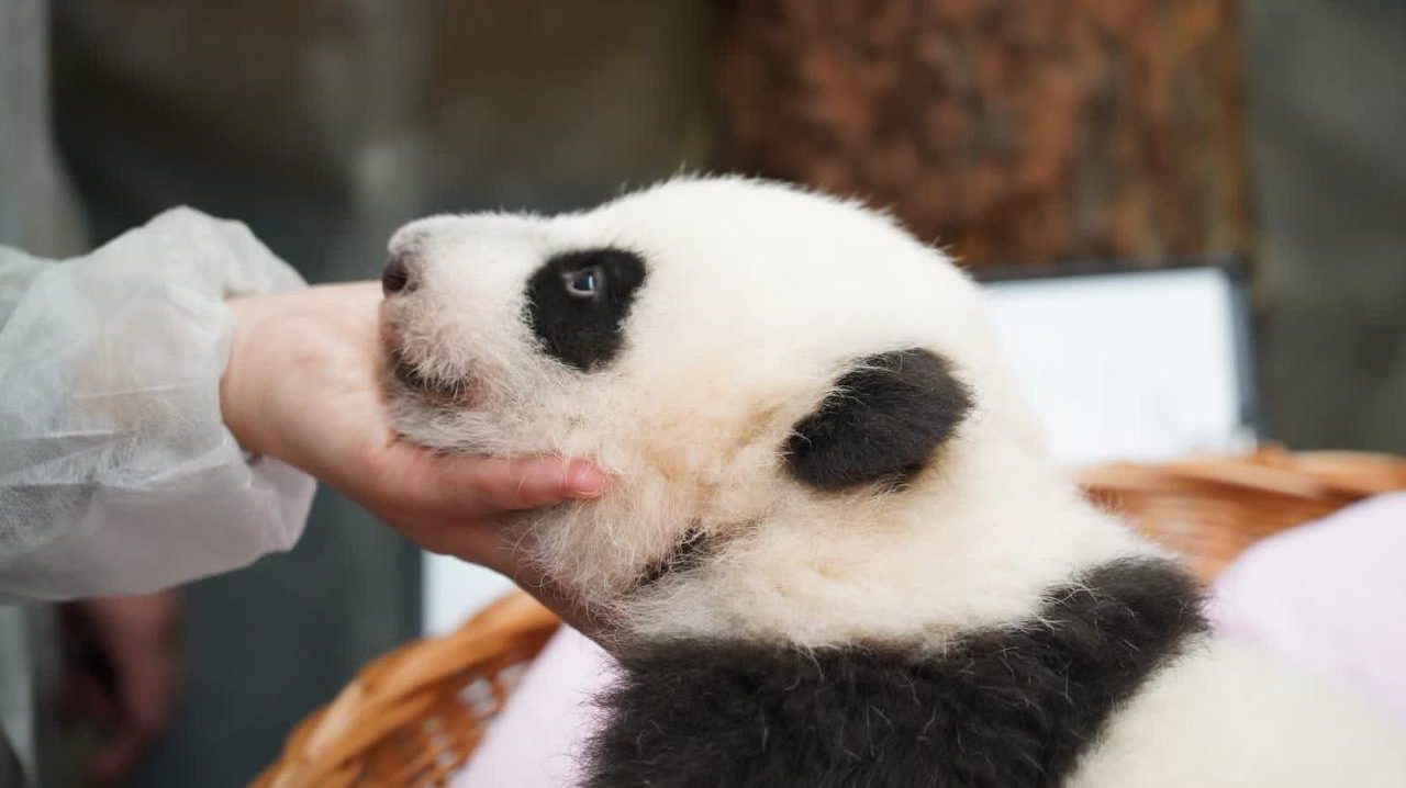 Детеныш панды из Московского зоопарка уже лает на ветеринаров