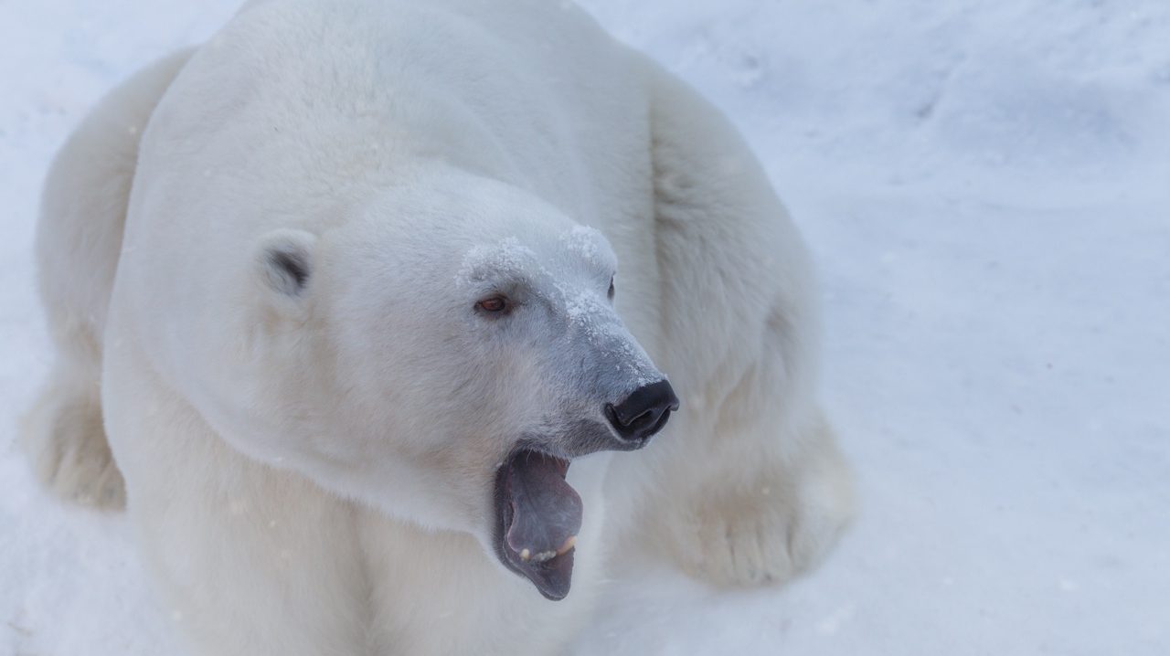 Лежачие танцы белых медведей показали в Челябинском зоопарке