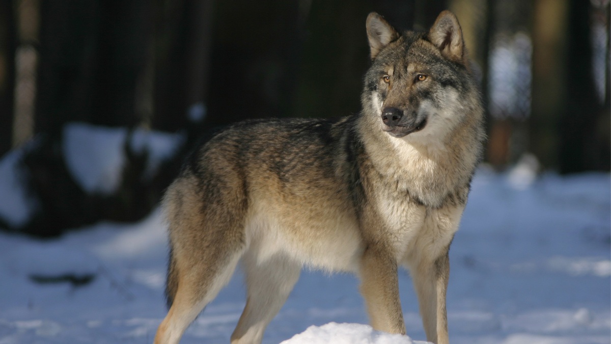 В Курганской области из-за нападения волка на людей продлили дистант в школах