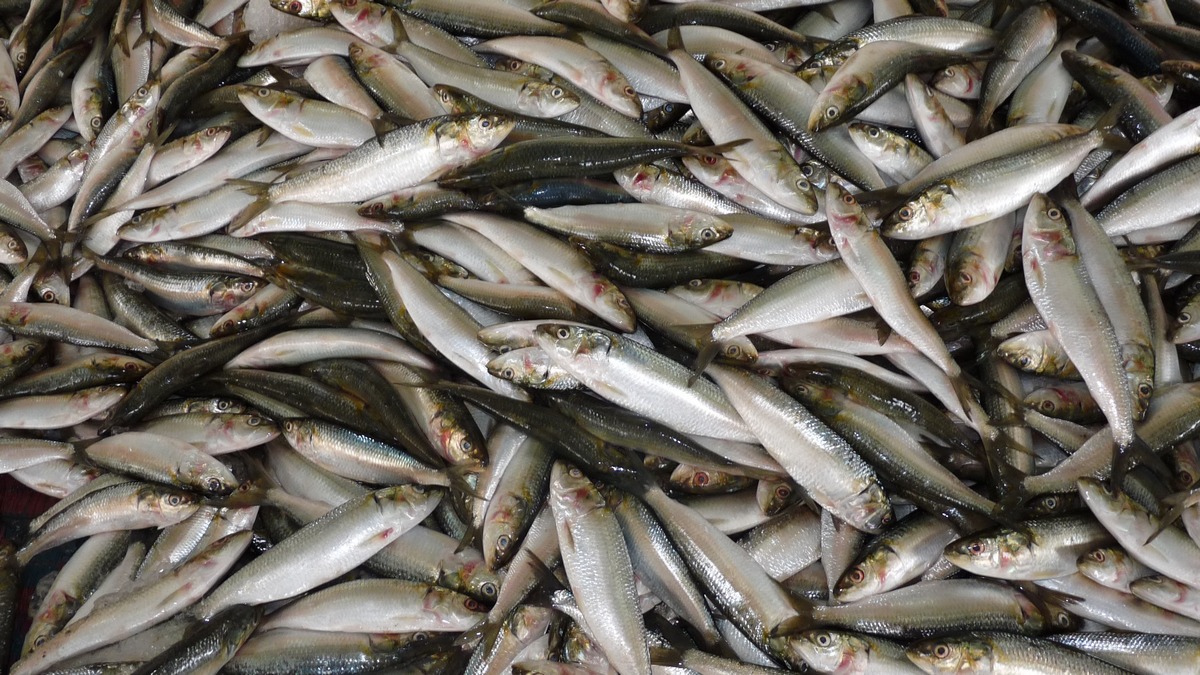 Россия запретит Великобритании рыбачить в Баренцевом море