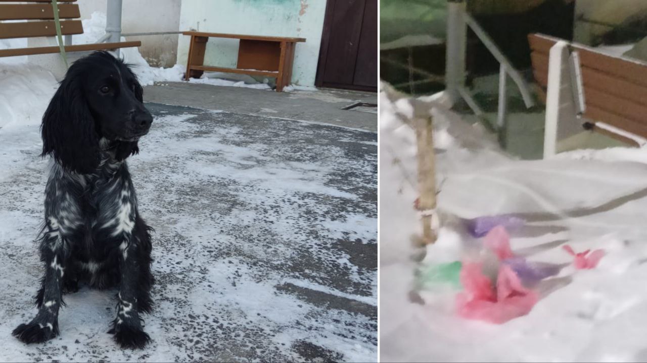Уральцы выясняют, куда выбрасывать собачьи экскременты во время прогулки