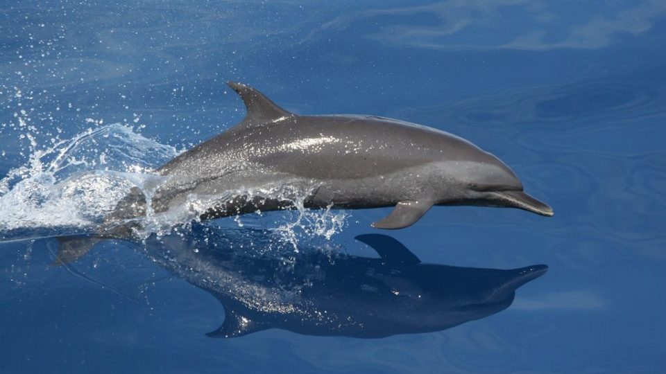 появится реанимация для дельфинов