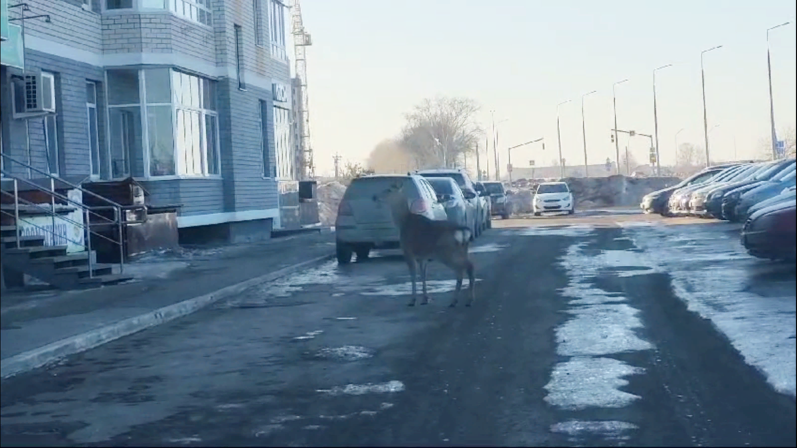 В Каменске-Уральском косуля разгуливала во дворе жилого дома: видео