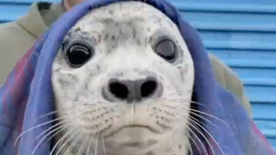 Двухнедельного тюленя спасли во Владивостоке