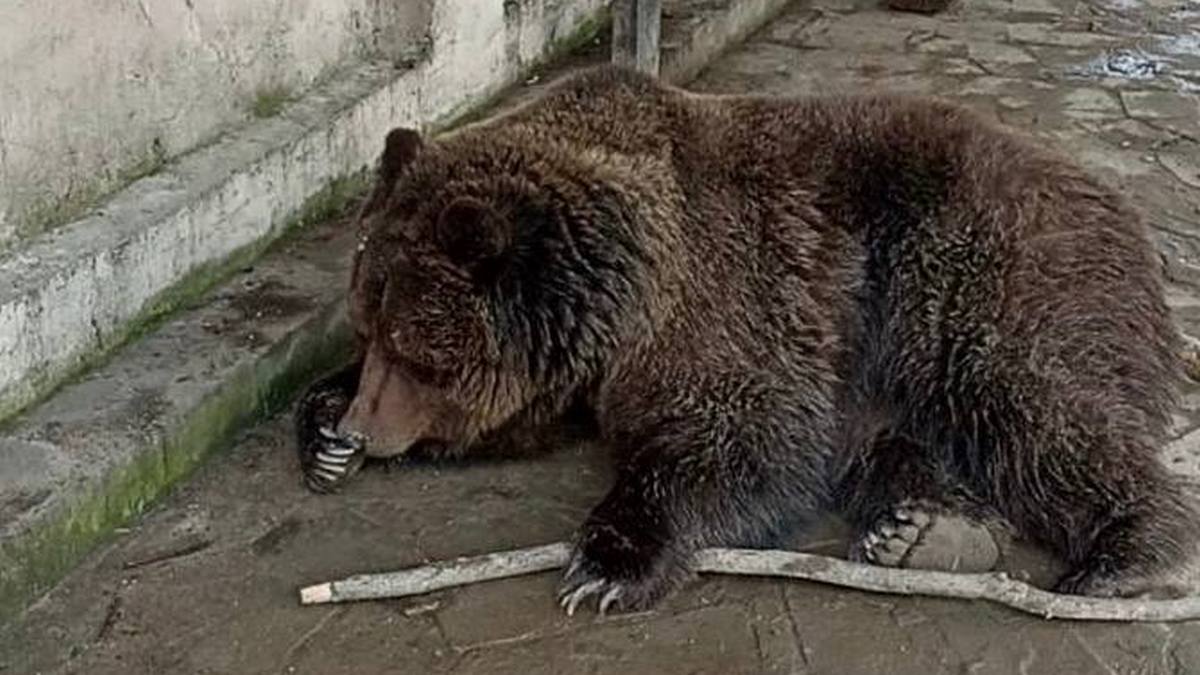 Спаслись только мишки: в Крыму сгорел зоопарк вместе с животными