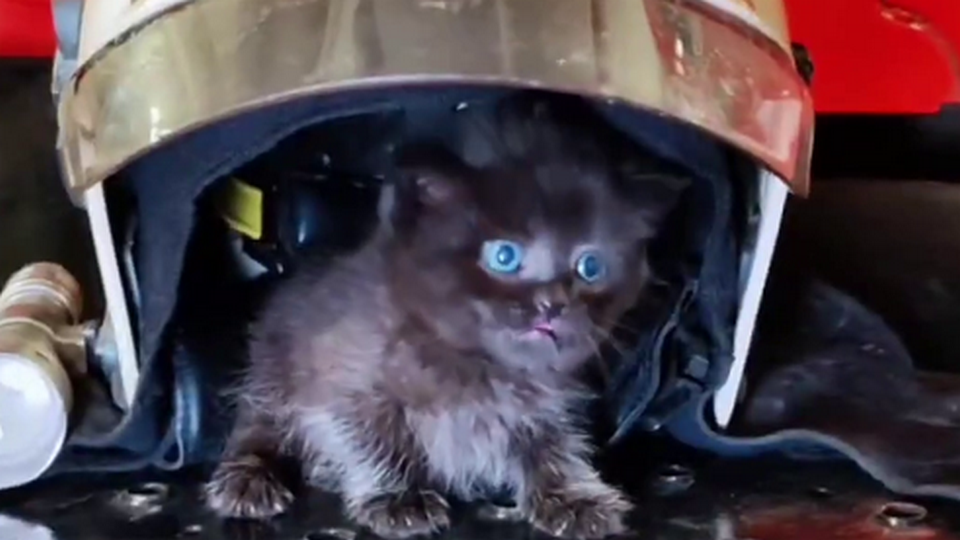 Видео: в Перми спасенный котенок остался служить в МЧС