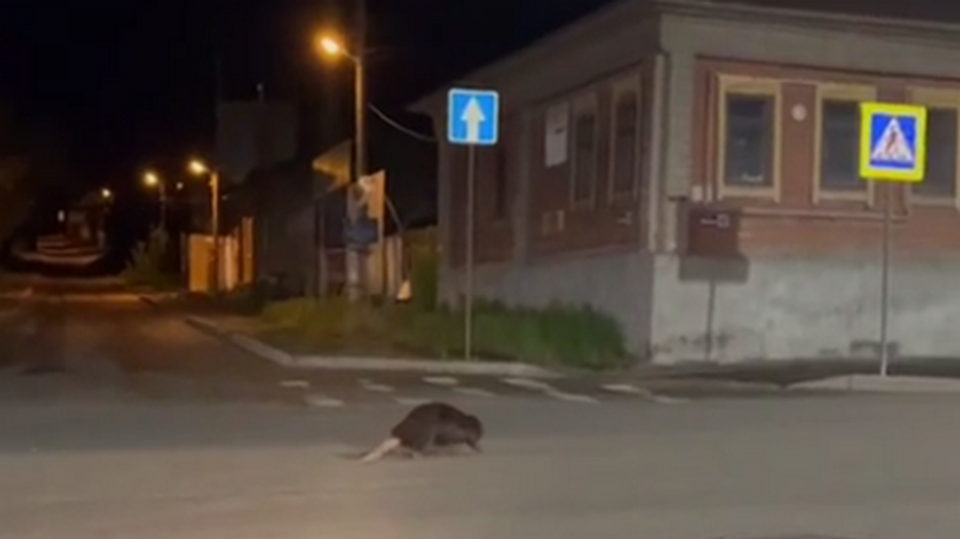 Видео: бобры разгуливают по центральной улице уральского города