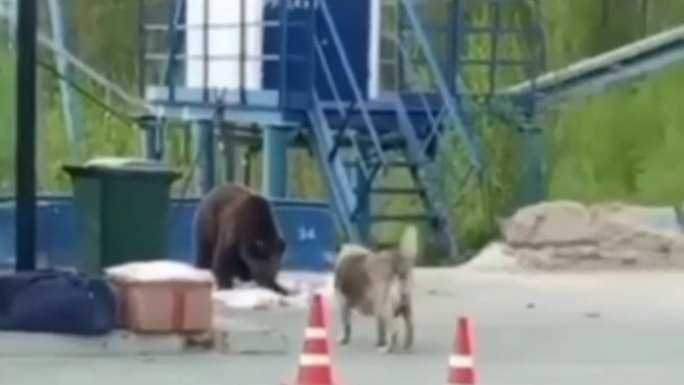 Видео: сторожевая собака прогнала медведя с промплощадки в ХМАО
