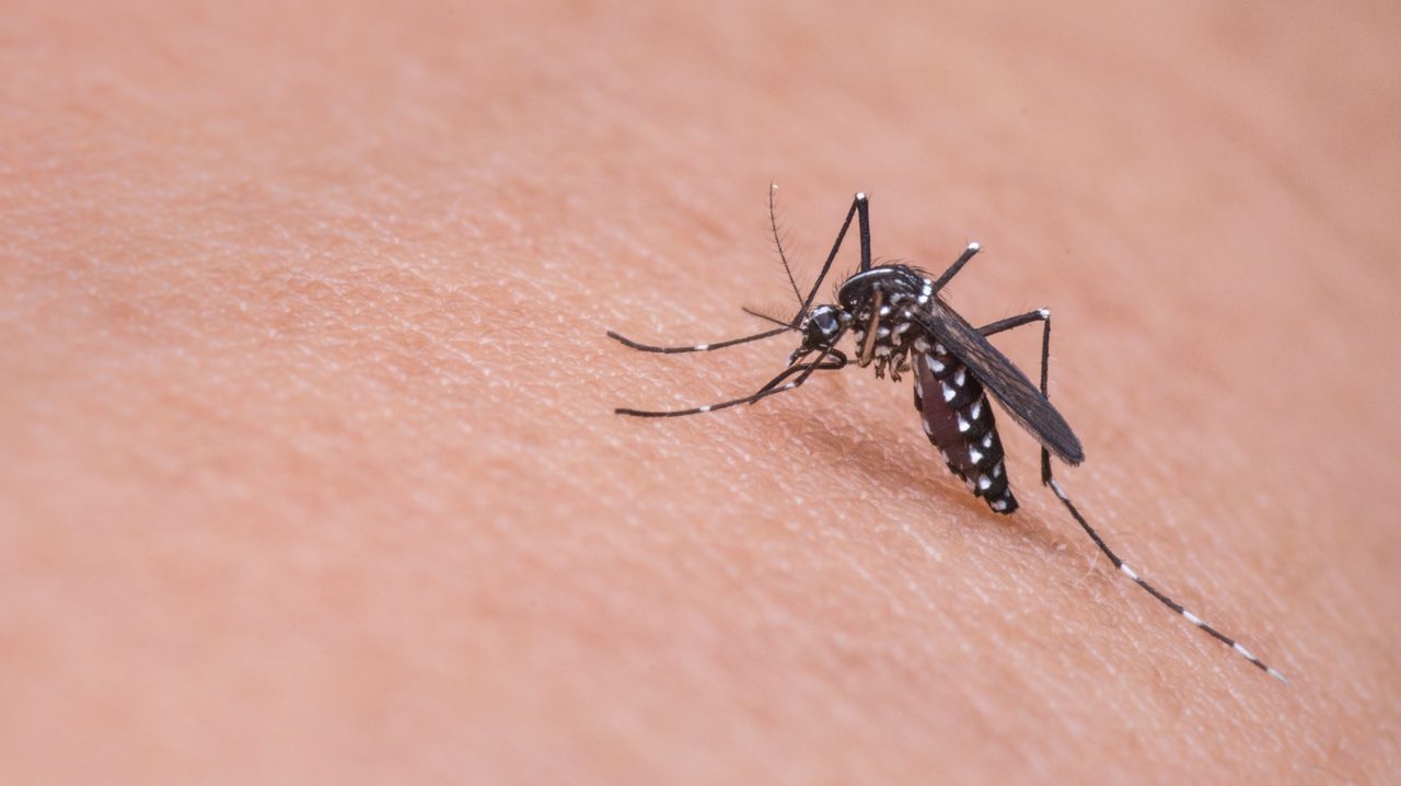 Эксперты выяснили, кого чаще кусают комары