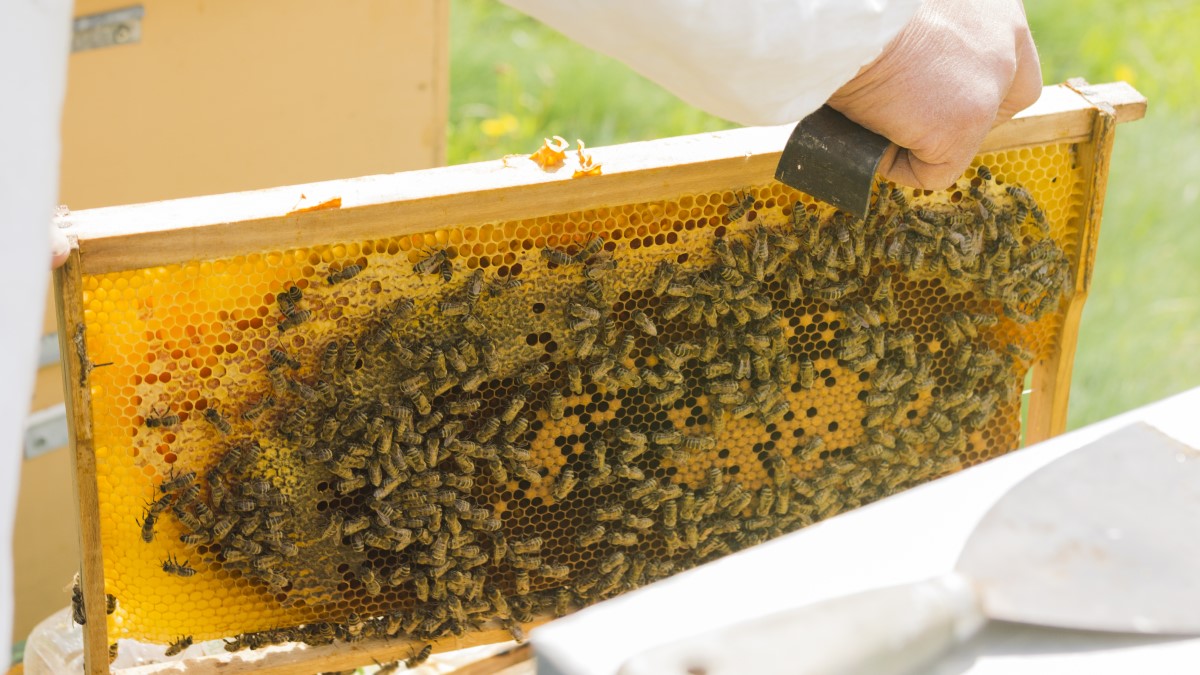 Пчелы от заводчиков из Каменска-Уральского будут делать мед в Иркутске, Калининграде и Якутии
