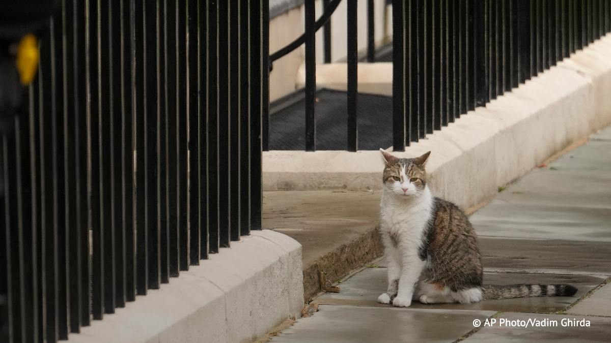 Правительство Великобритании возглавил кот Ларри